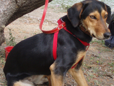 Ψάχνουν τη Ραλλού